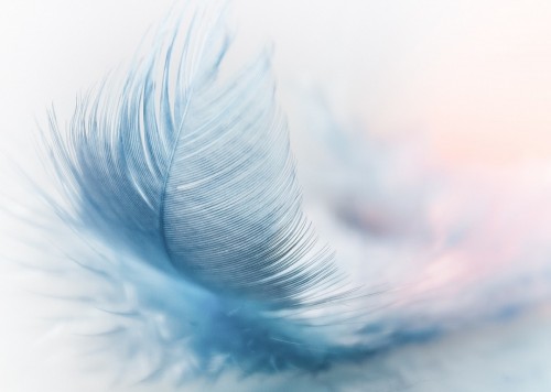 feather-3010848_1280